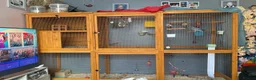 Parrots birds for sale: X2 Quaker parrots paired  - Advert 18