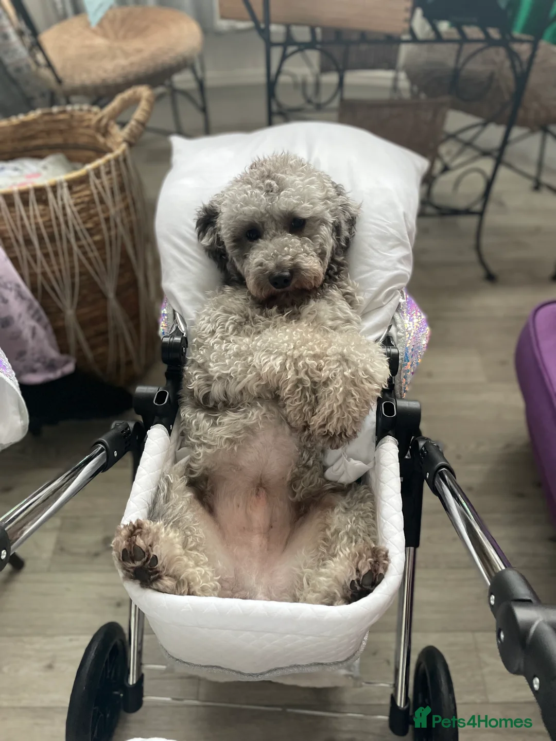 Miniature Poodle dogs for stud: Mister Kent Merlin silver miniature Poodle Stud in London - Advert 7