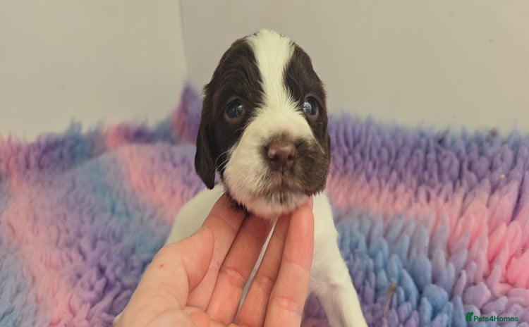English Springer Spaniel dogs - Advert 11