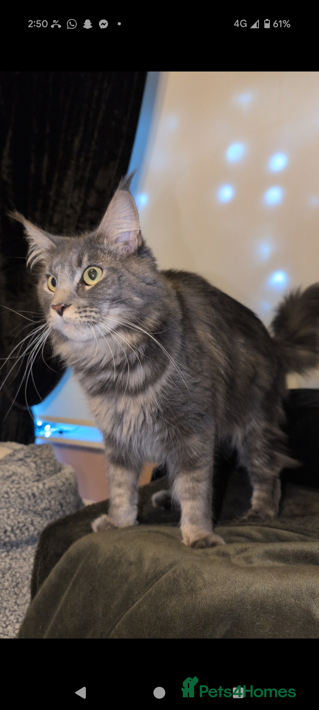 Maine Coon cats for sale: Beautiful polydactyl Maine coon girls  - Image 3