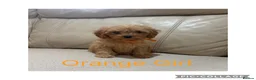 Cavapoo dogs for sale: Beautiful F1 Cavapoo Puppies  - Advert 6