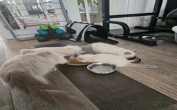 Ragdoll cats for sale: Adorable Ragdoll Boy for Sale - East London - Image 3