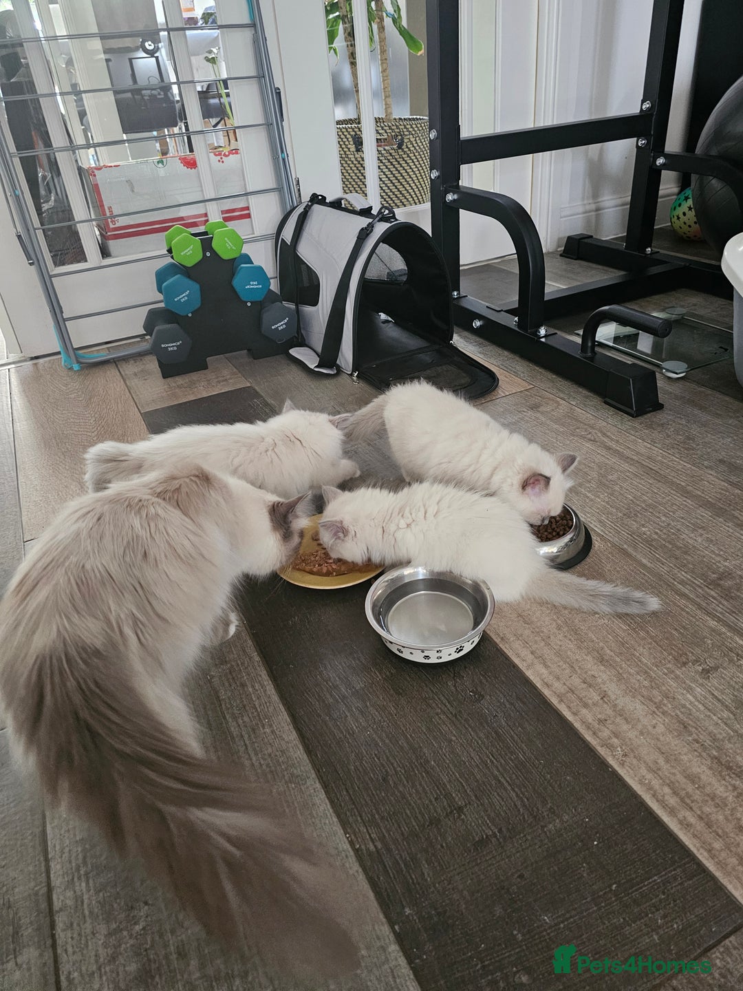 Ragdoll cats for sale: Adorable Ragdoll Boy for Sale - East London - Image 3