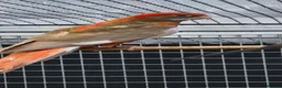 Parakeets birds for sale: Cinnamon Red Opaline Pastel GMRs - Advert 5