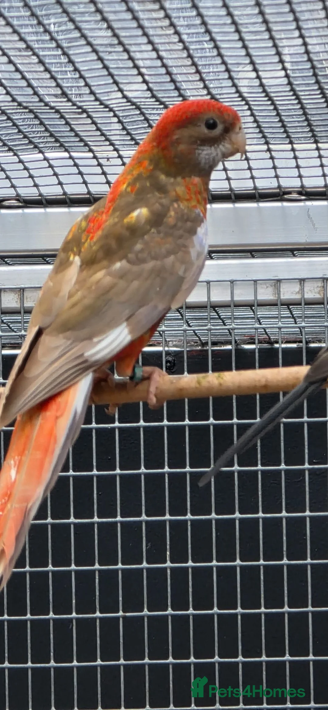Parakeets birds for sale: Cinnamon Red Opaline Pastel GMRs - Advert 5