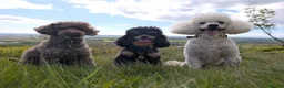Bordoodle dogs for sale: OUTSTANDING *SABLE / TRI* BORDOODLES - Advert 17