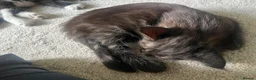 Maine Coon cats for sale: Maine Coon Kittens  - Advert 18