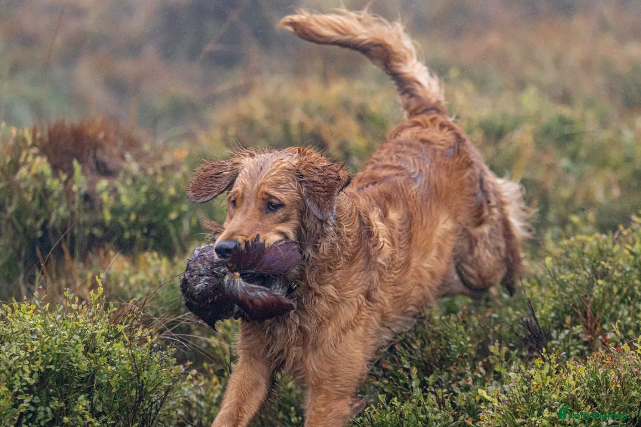 Golden Retriever dogs Raystone Westnab (Chase), Working, Family Pet  - Advert 4