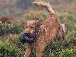 Golden Retriever dogs Raystone Westnab (Chase), Working, Family Pet - Advert 4