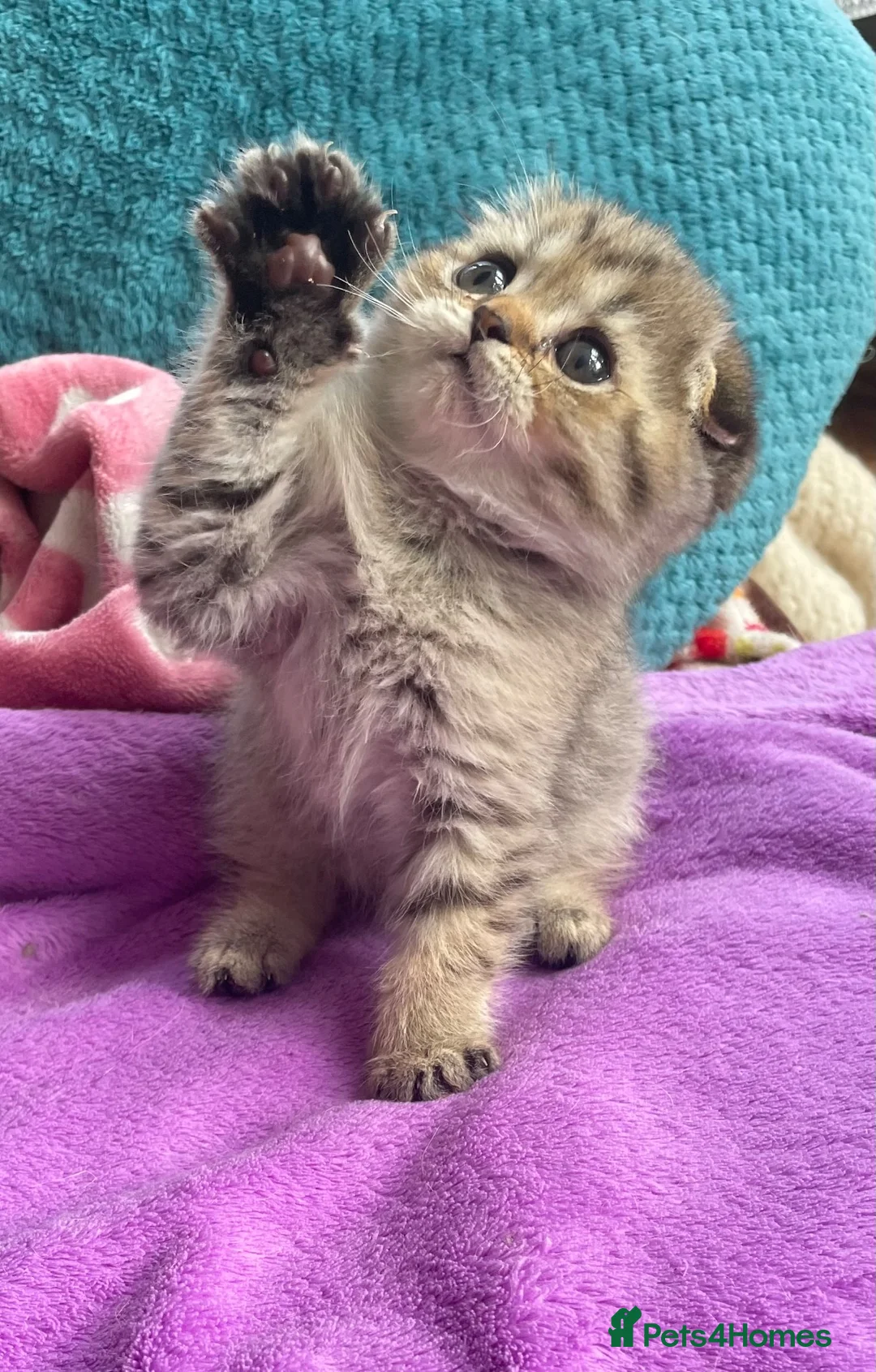 Scottish Fold cats for sale: Rare smoky blue golden Scottish Fold boys - Advert 9