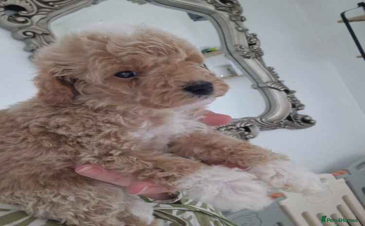 Cockapoo dogs in Loughborough - Advert 10
