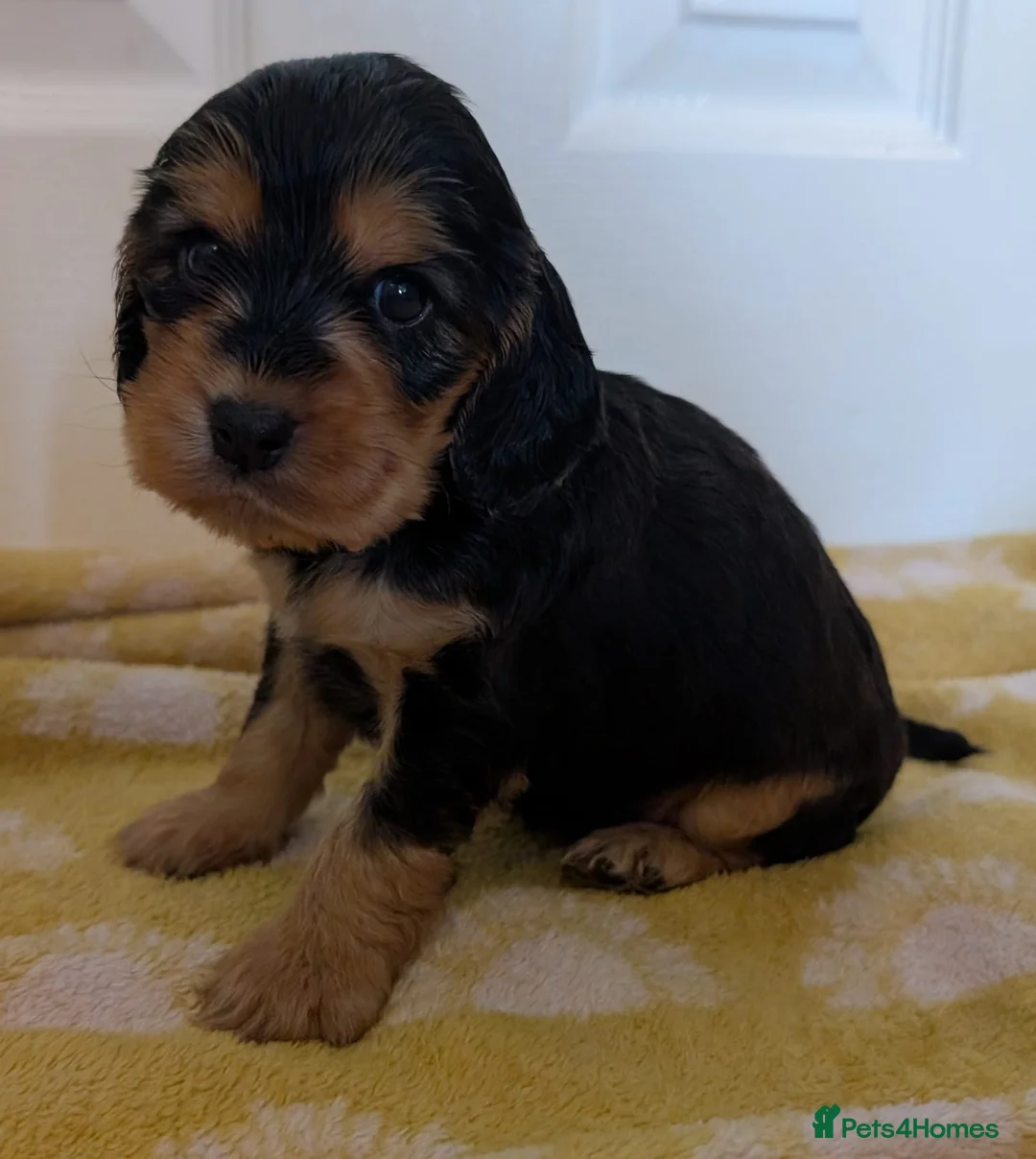 Cocker Spaniel dogs for sale: Kc Health Tested Show Type Cocker Spaniel Puppies - Advert 34