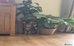 Mixed Breed cats for sale: 1 year old male cat - Image 5