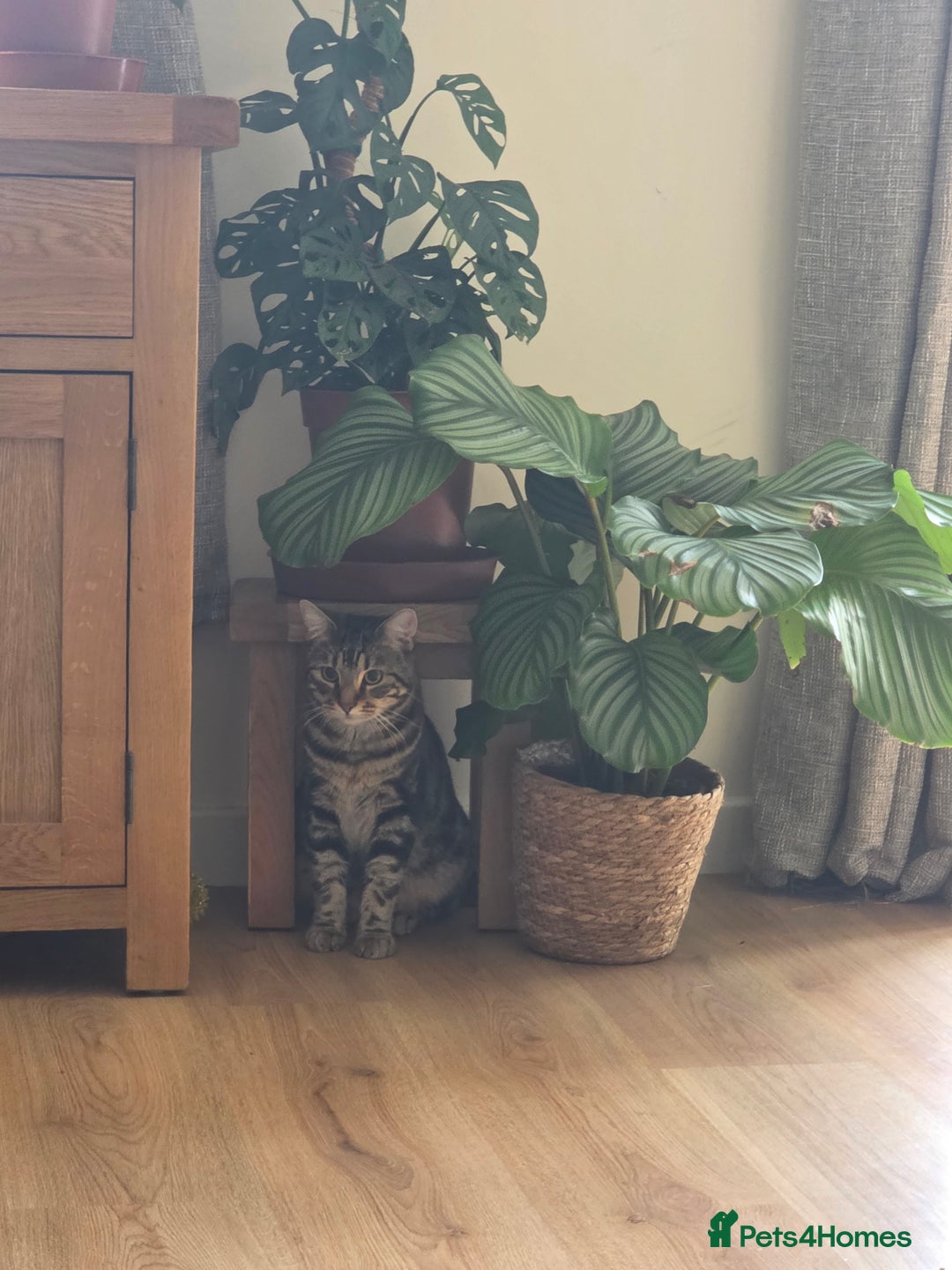 Mixed Breed cats for sale: 1 year old male cat - Image 5