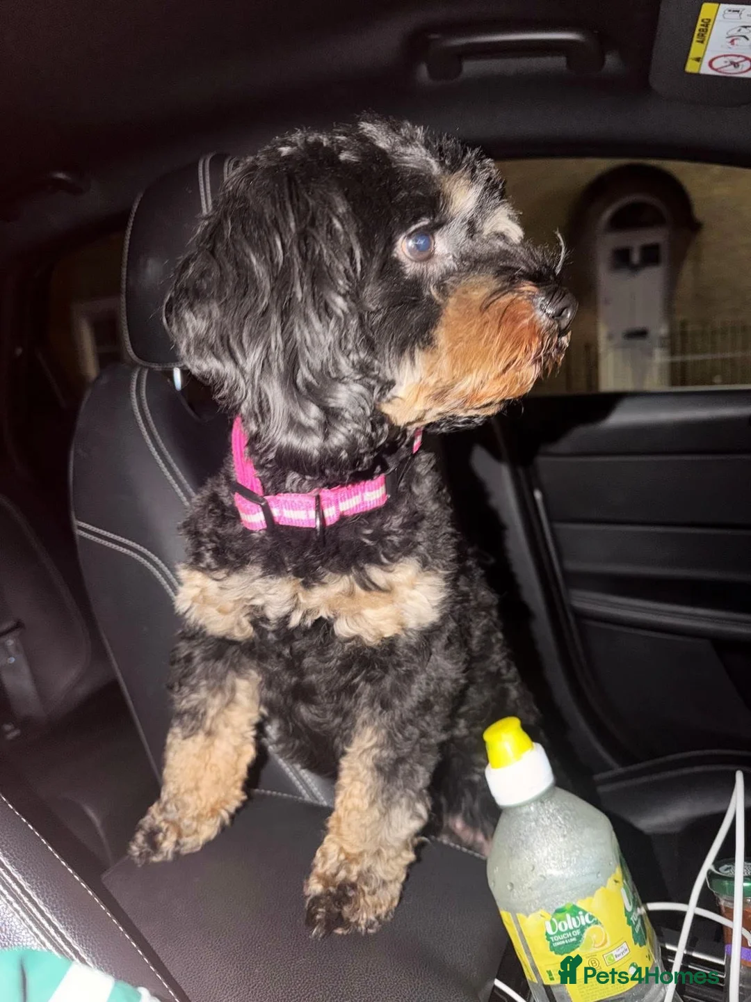 Cavapoo dogs for sale: 3 Cavapoo puppies rare colours/green eyes - Advert 2