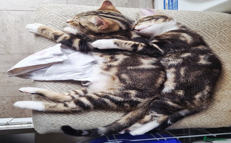 Mixed Breed cats - Advert 1