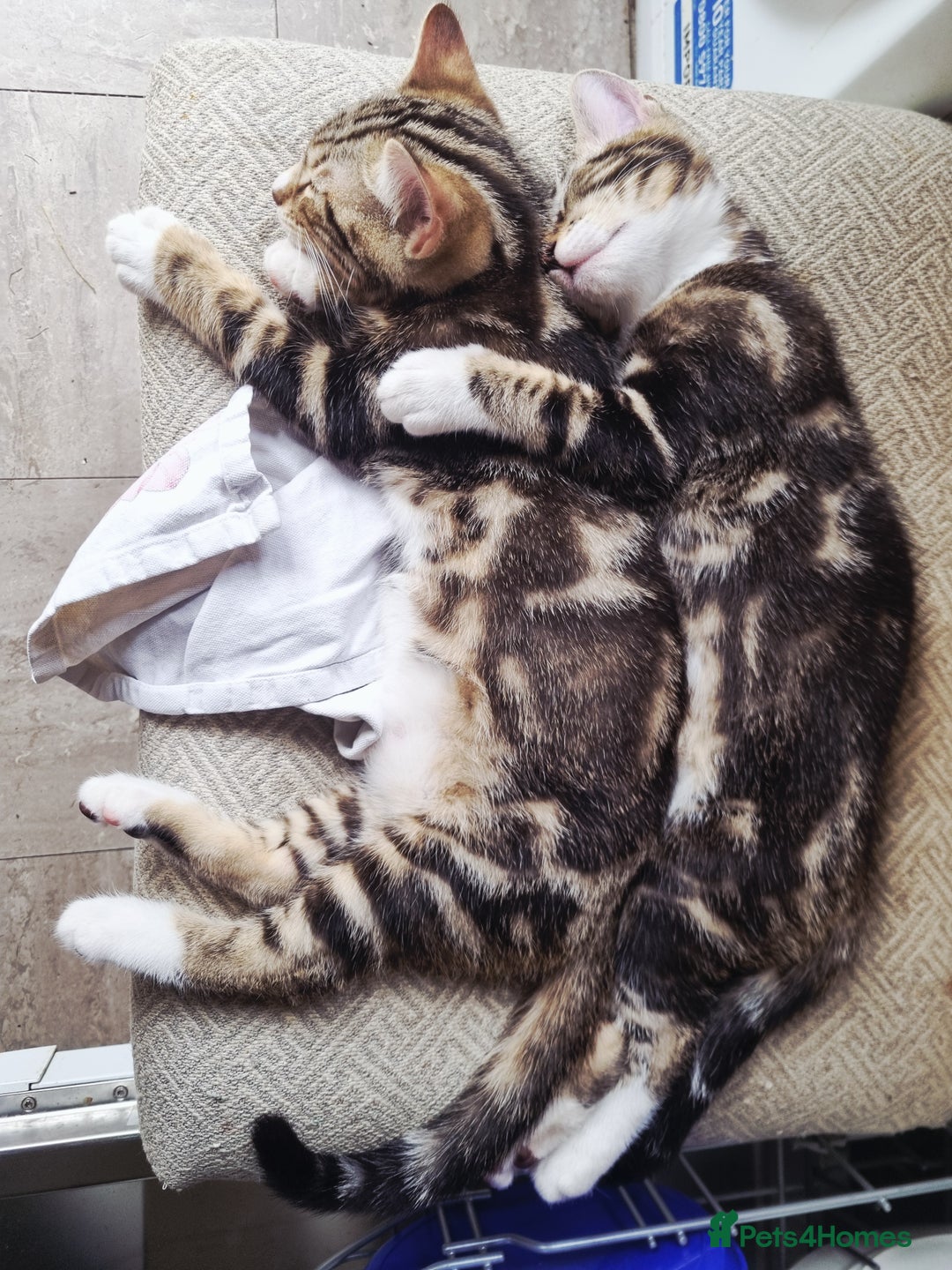 Mixed Breed cats for sale: 1 left Half bengal chunky. Ready now.  - Image 1