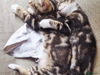 Mixed Breed cats - Advert 14