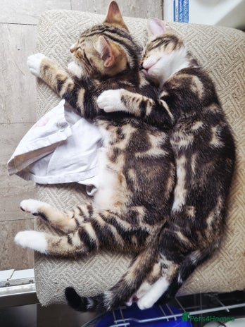 Mixed Breed cats - Advert 14