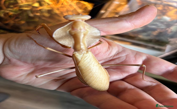 Praying Mantis invertebrates - Advert 2