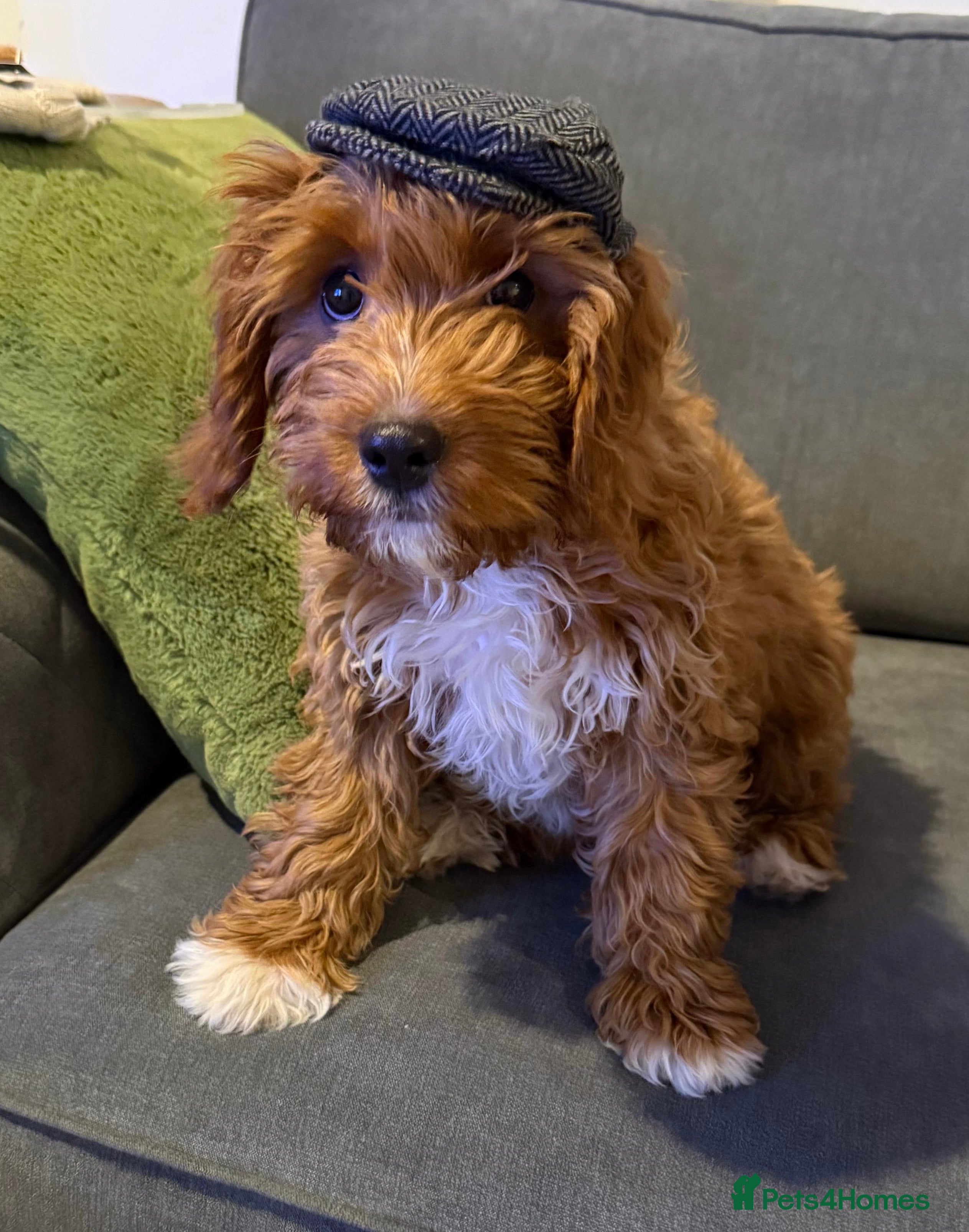 Cavapoo dogs Cavapoo Puppy - Advert 1