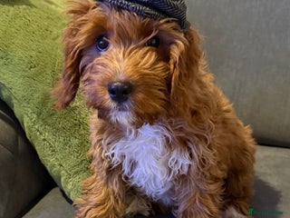 Cavapoo dogs Cavapoo Puppy - Advert 1