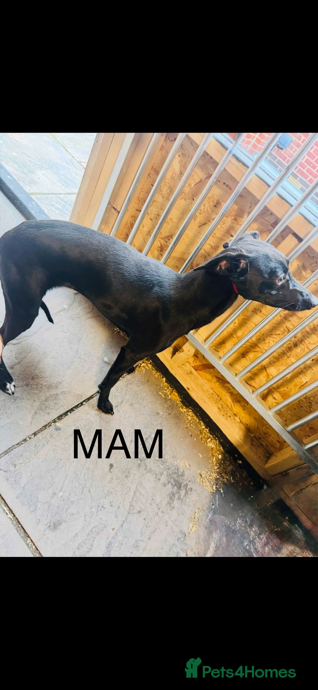 Whippet dogs for sale: Whippet  - Advert 4