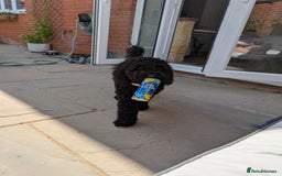 Mixed Breed dogs for sale: Female Lakipoo needs new home of her own - Image 3