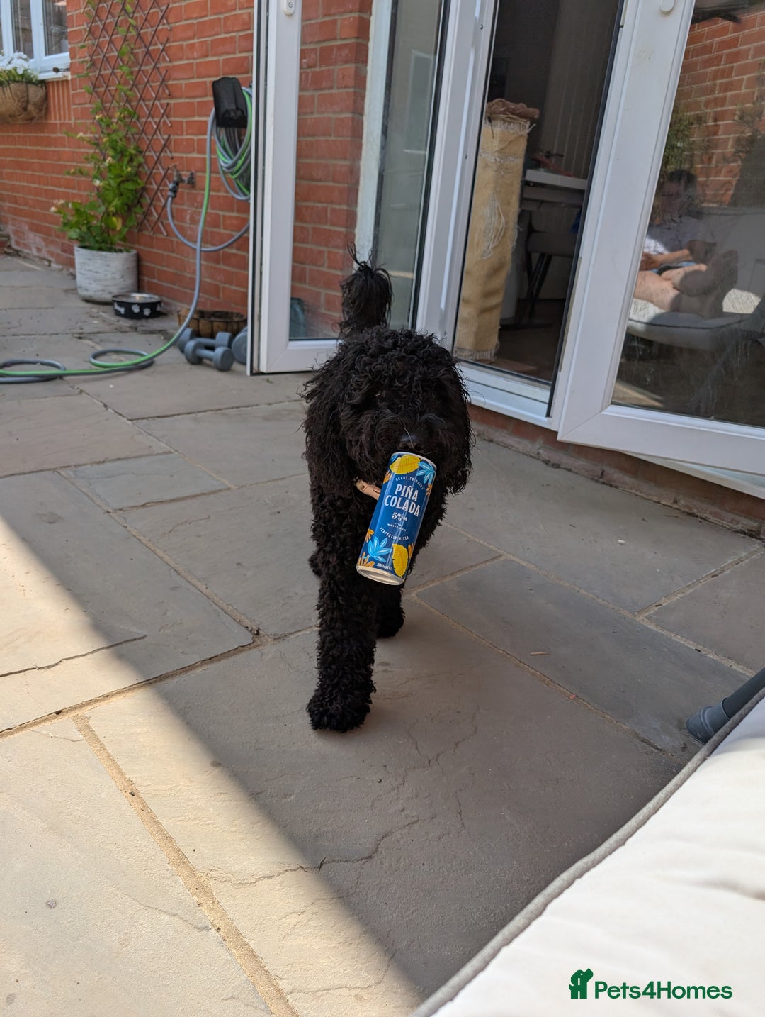 Mixed Breed dogs for sale: Female Lakipoo needs new home of her own - Image 3
