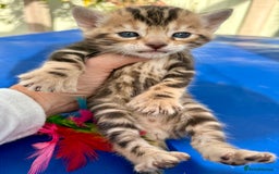 Keetso cats for sale: Stunning golden keetsos  - Image 34