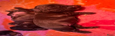 Cocker Spaniel 4