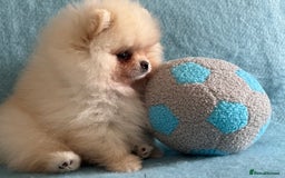 Pomeranian dogs for sale: Male Pomeranian  - Image 3