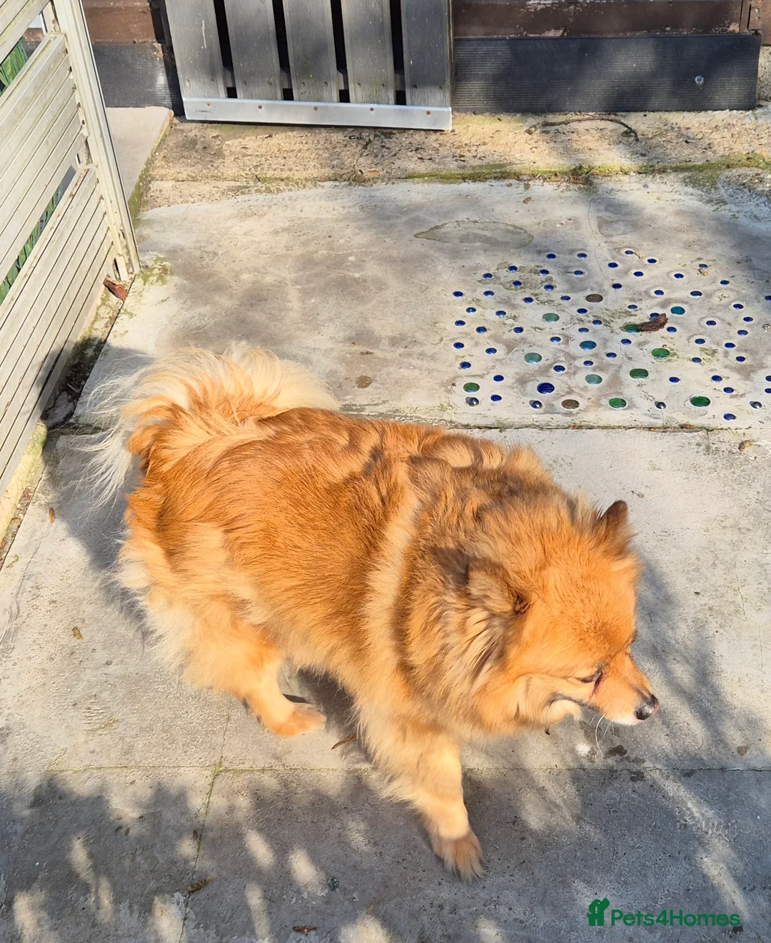 Pomeranian dogs for sale: Very friendly Pomeranian girl 7 years  - Advert 2