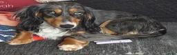Dachshund dogs for stud: Standard dachshund in Wymondham - Advert 2