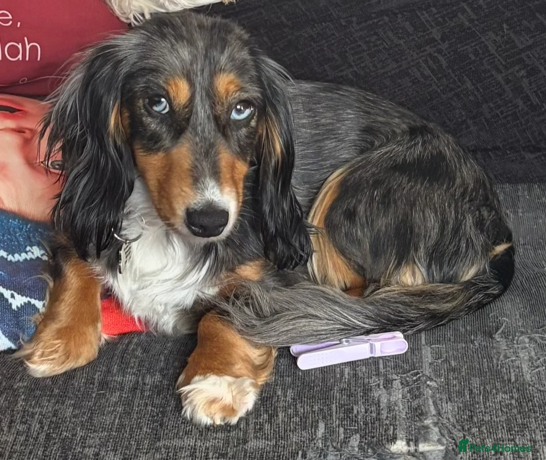 Dachshund dogs for stud: Standard dachshund in Wymondham - Advert 2