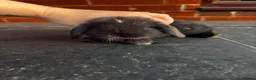 Mini Lop rabbits for sale: 🐰 Adorable Mini Lops 🐰  - Advert 12