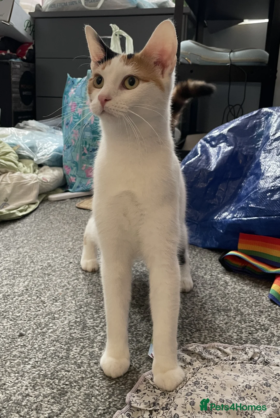 Mixed Breed cats for sale: Sweet & Playful Cat Duo Seeking Loving Home - Advert 2