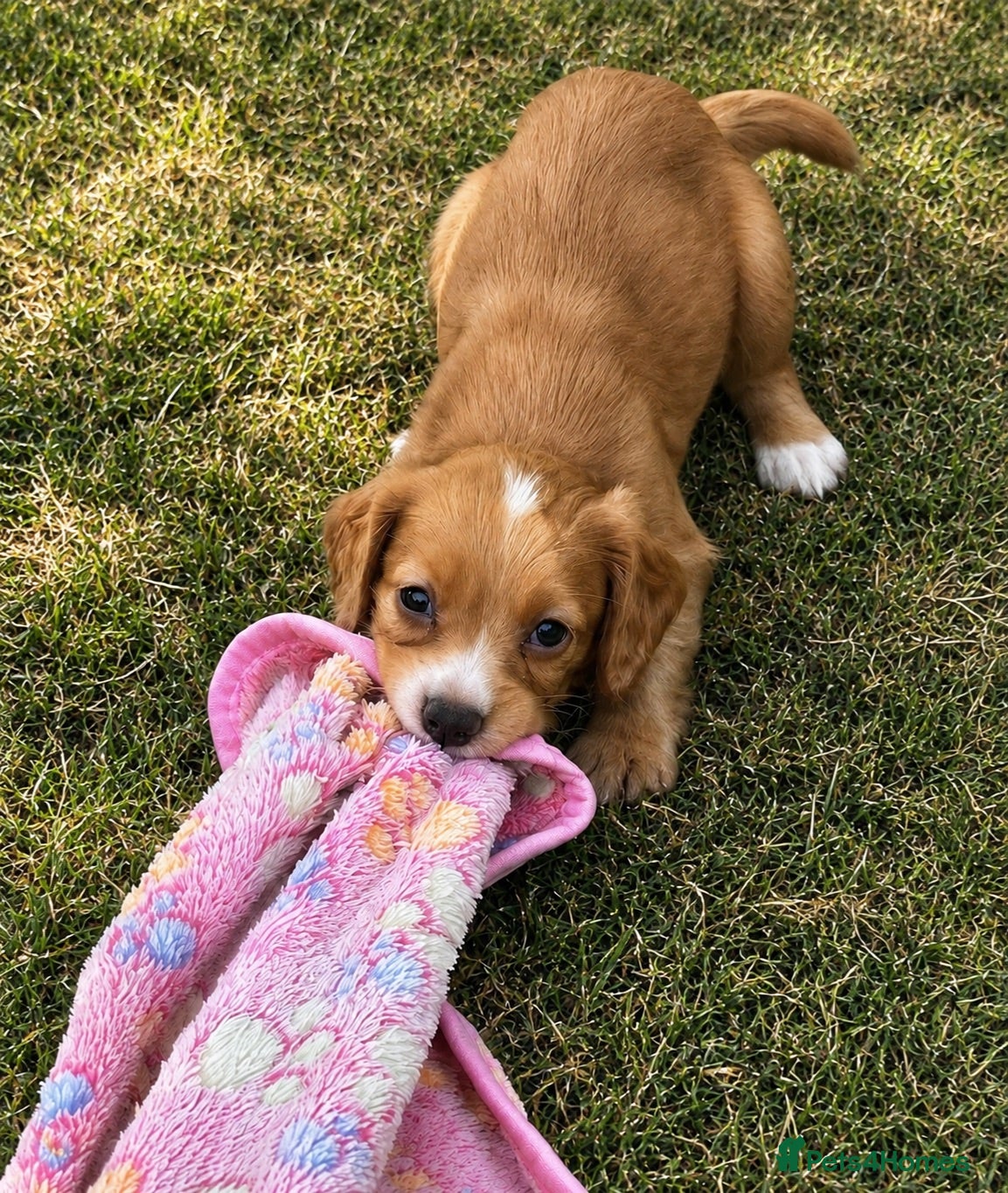 Cocker Spaniel dogs 5 ⭐️ Stunning Cocker Spaniel Puppies, KC,Vet check - Advert 2