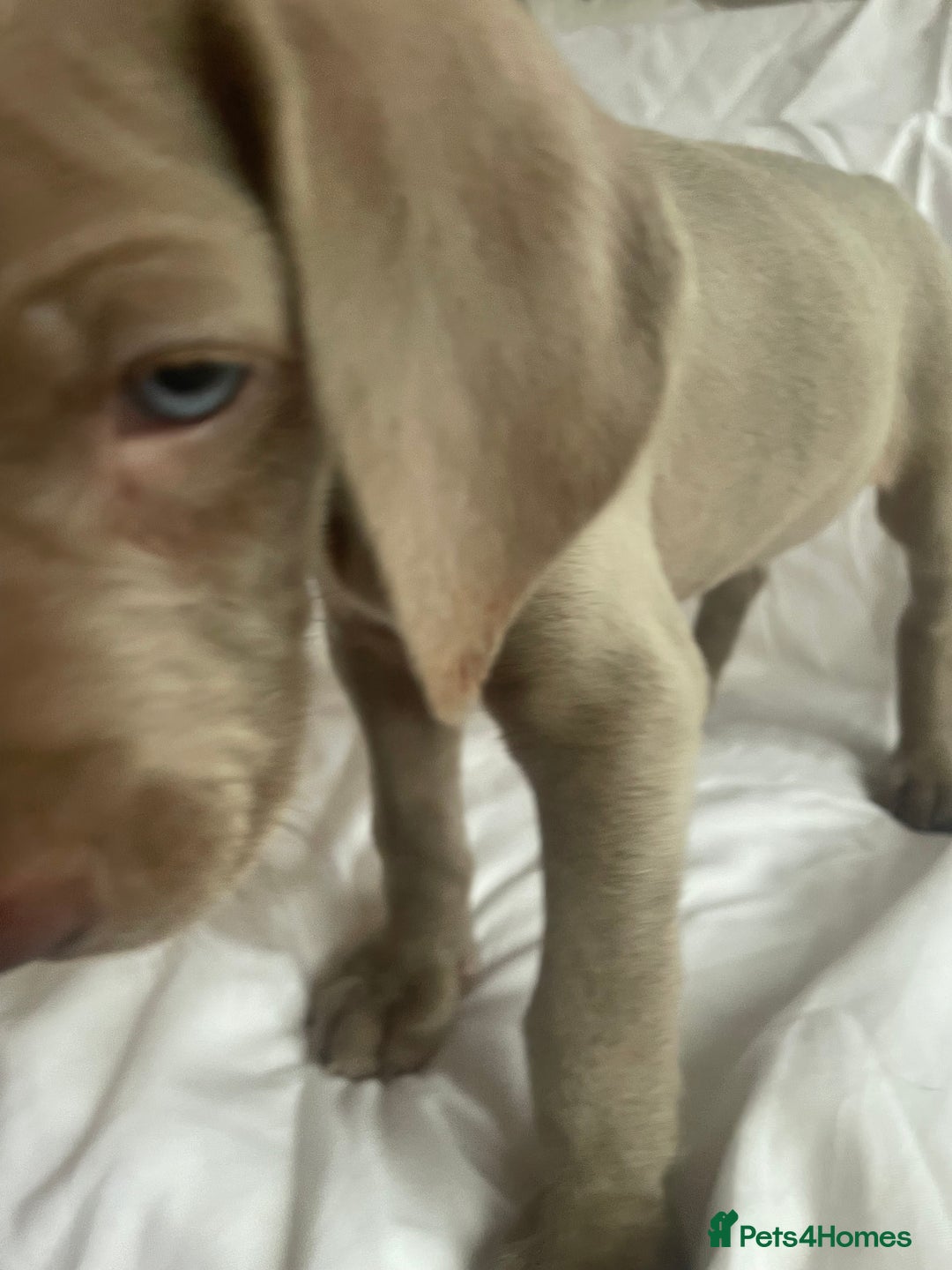 Weimaraner dogs for sale: KC registered Silver puppies - Advert 22