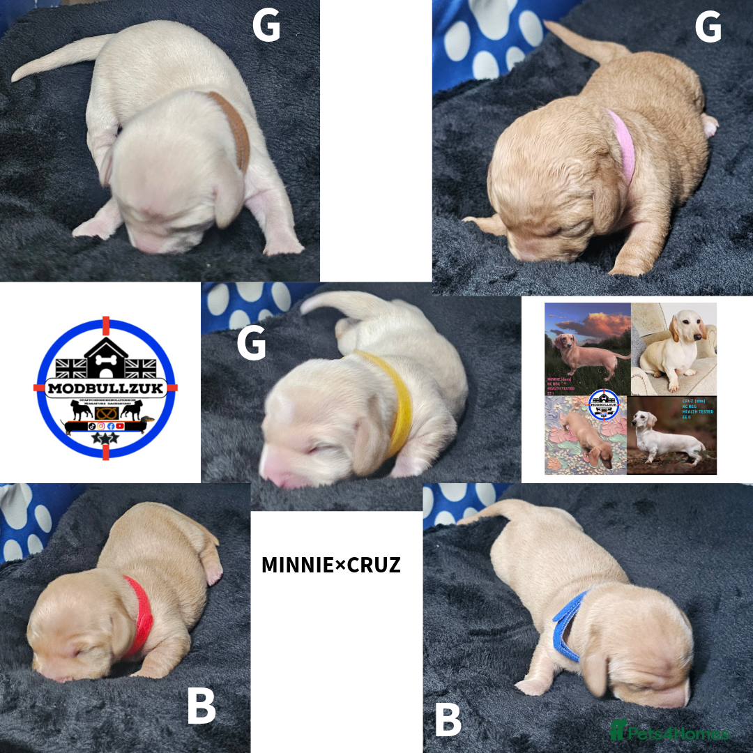 Miniature Dachshund dogs ⭐️⭐️⭐️⭐️⭐️ CREAM INTENSITY MINIDACHSHUND KCREG🐾❤️ - Advert 12