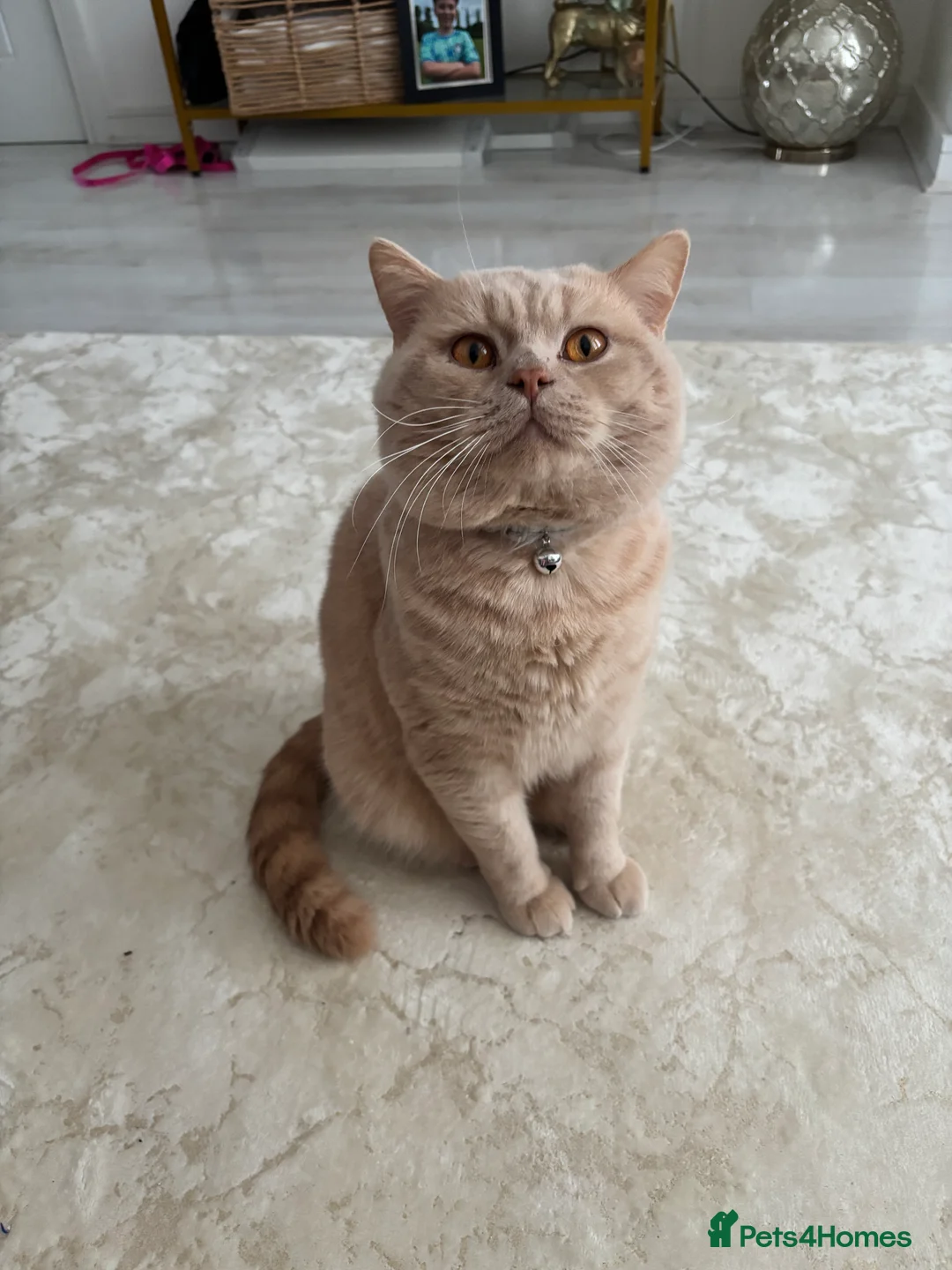 British Shorthair cats for stud: Cream Active GCCF Stud with Championship status  - Advert 4