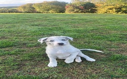 Border Collie dogs for sale: Blue Merle Collie Pup - Image 3