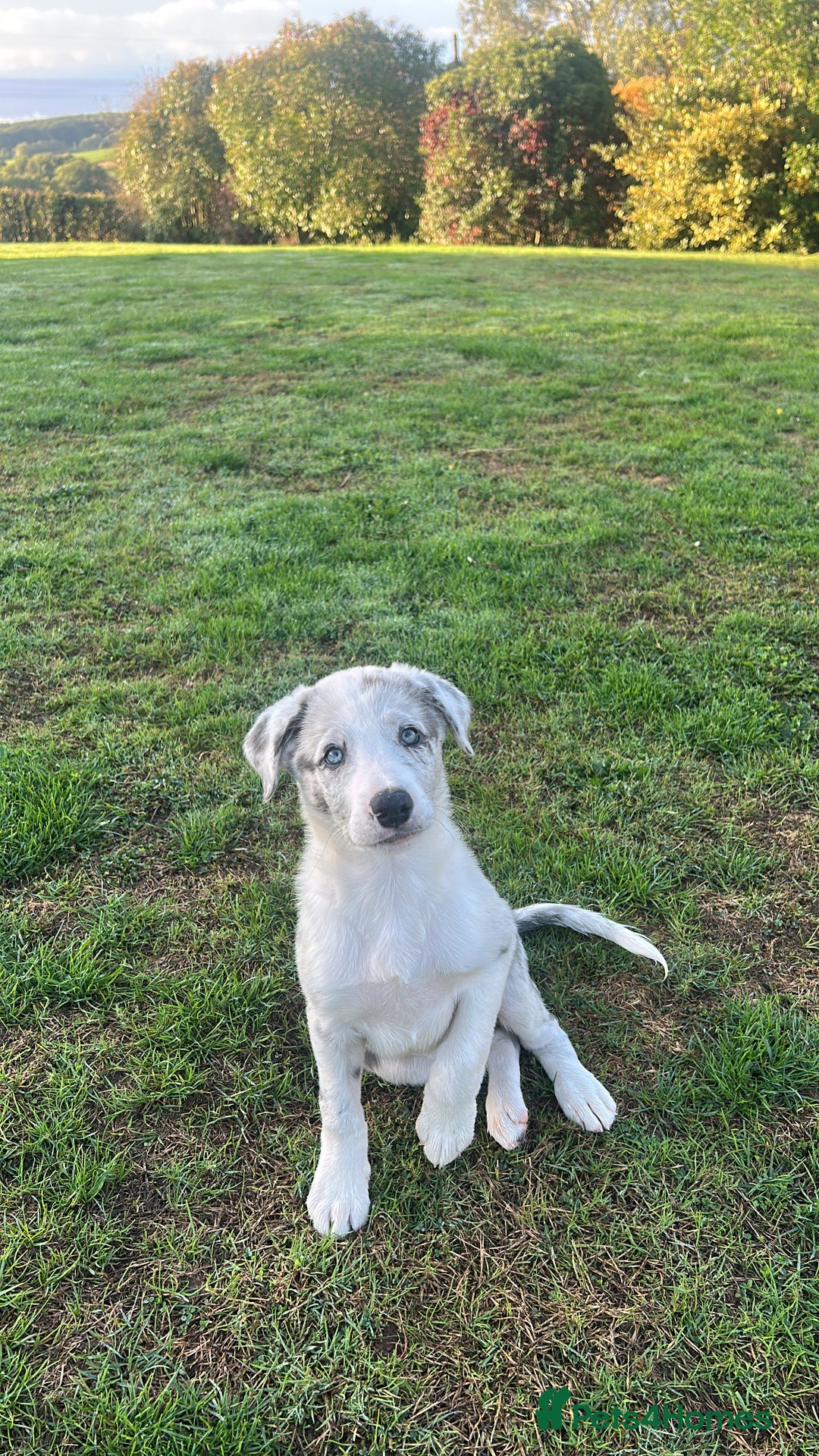 Border Collie dogs for sale: Blue Merle Collie Pup - Image 3