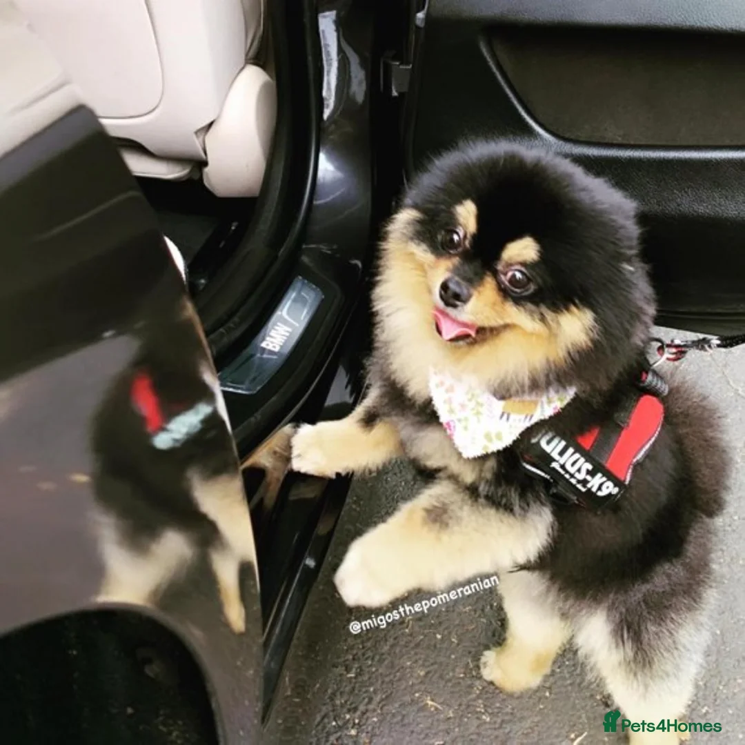 Pomeranian dogs for stud: Stunning proven KC black and tan pom stud in Ebbw Vale - Advert 22
