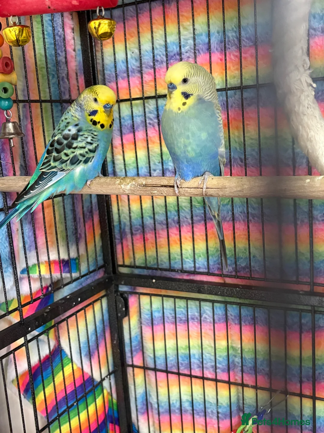 Budgerigars birds for sale: Baby Budgies’s for sale - Advert 1