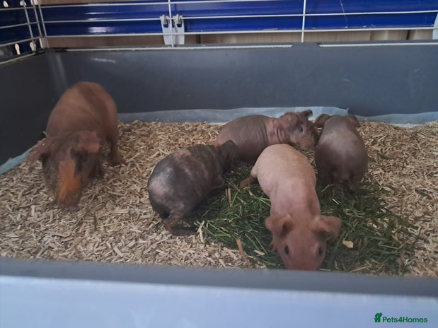 Guinea Pig rodents BEAUTIFUL BABY SKINNY PIGS - Advert 11
