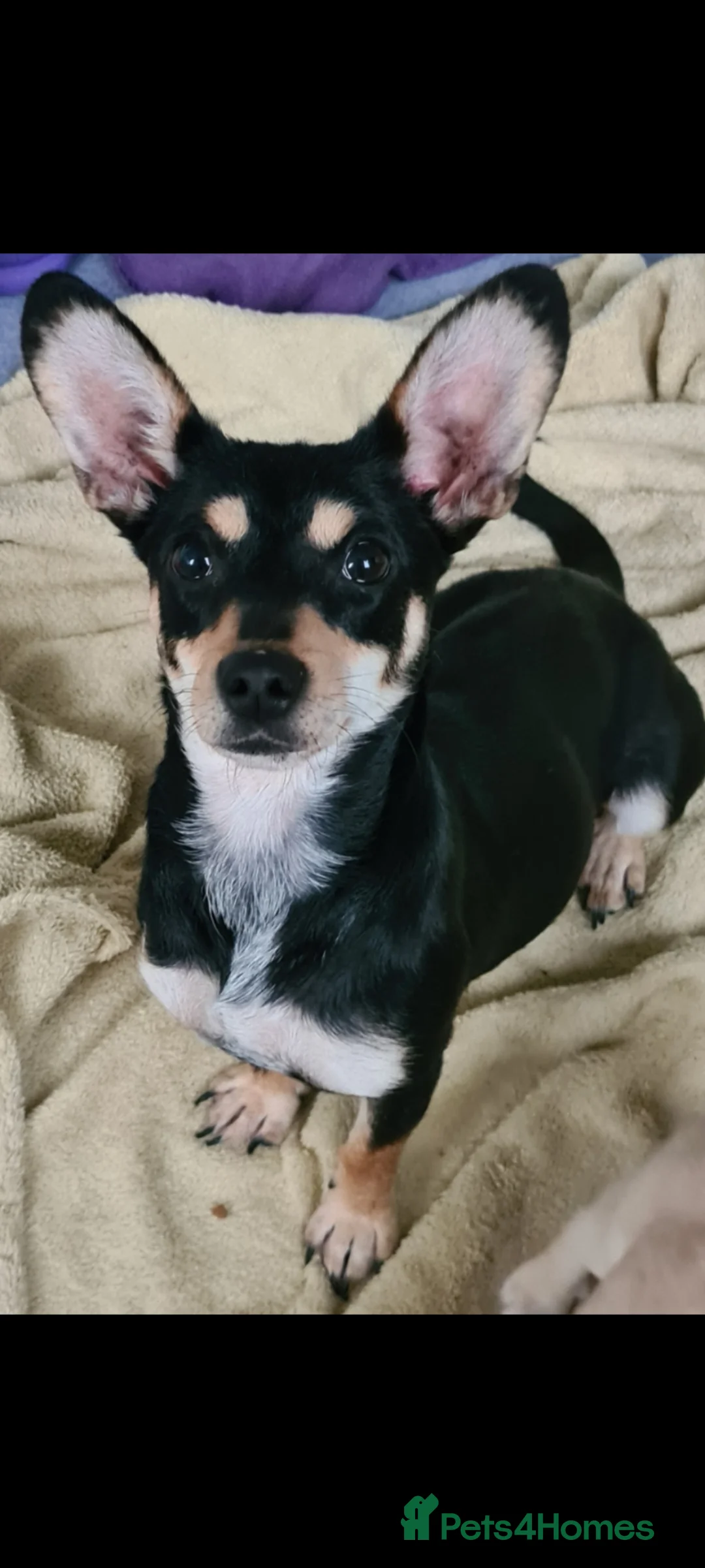 Mixed Breed dogs for adoption: Pixie chi Cross 5kg small - Advert 2