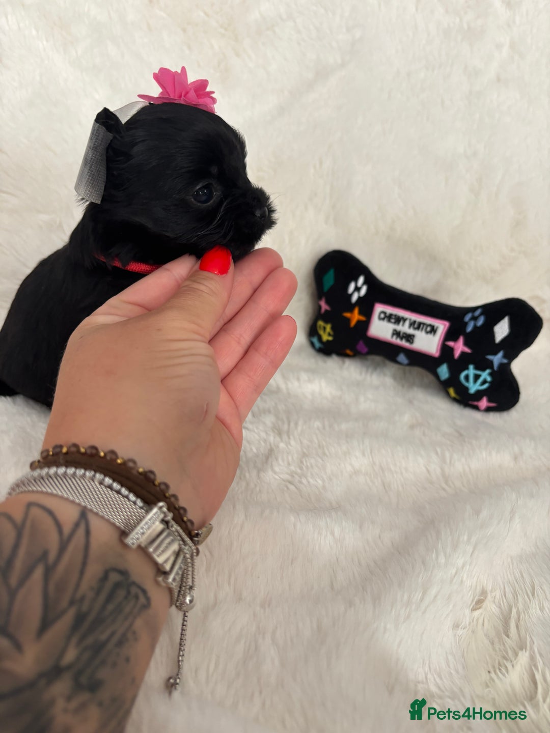 Yorkshire Terrier dogs for sale: Purebreed Yorkshire terrier (480G)8weeks old🥰 - Image 8