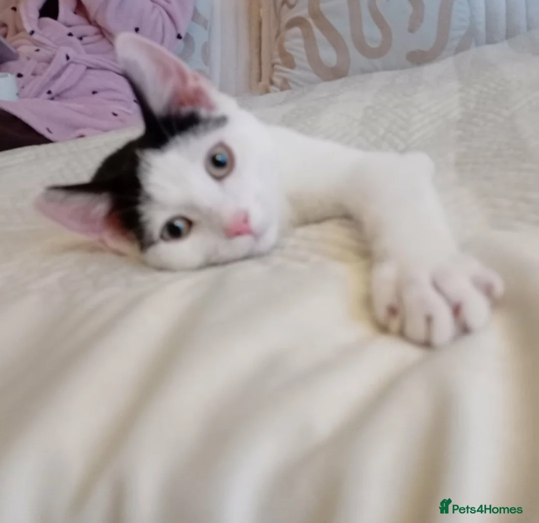 British Shorthair cats for sale: Beautiful kitten  - Advert 2