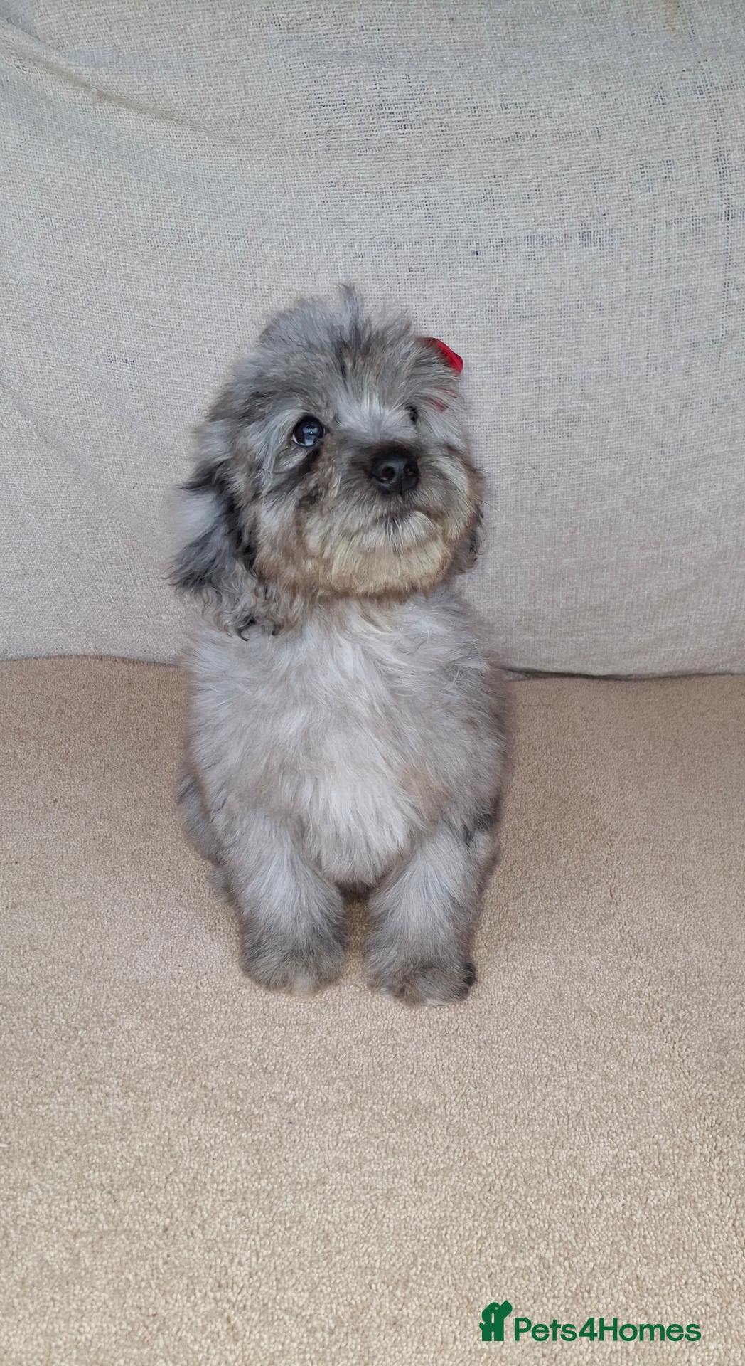 Cockapoo dogs Fully vaccinated last girl ! - Advert 2
